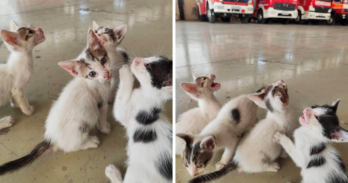 Vatrogasci iz Vrgorca brinu se o mačićima koje su spasili. Traže im dom