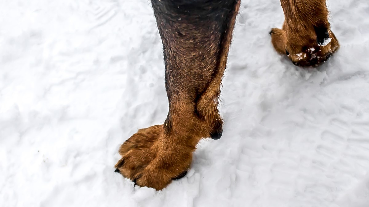 VIDEO Kako napraviti vosak za zaštitu šapica od soli i snijega
