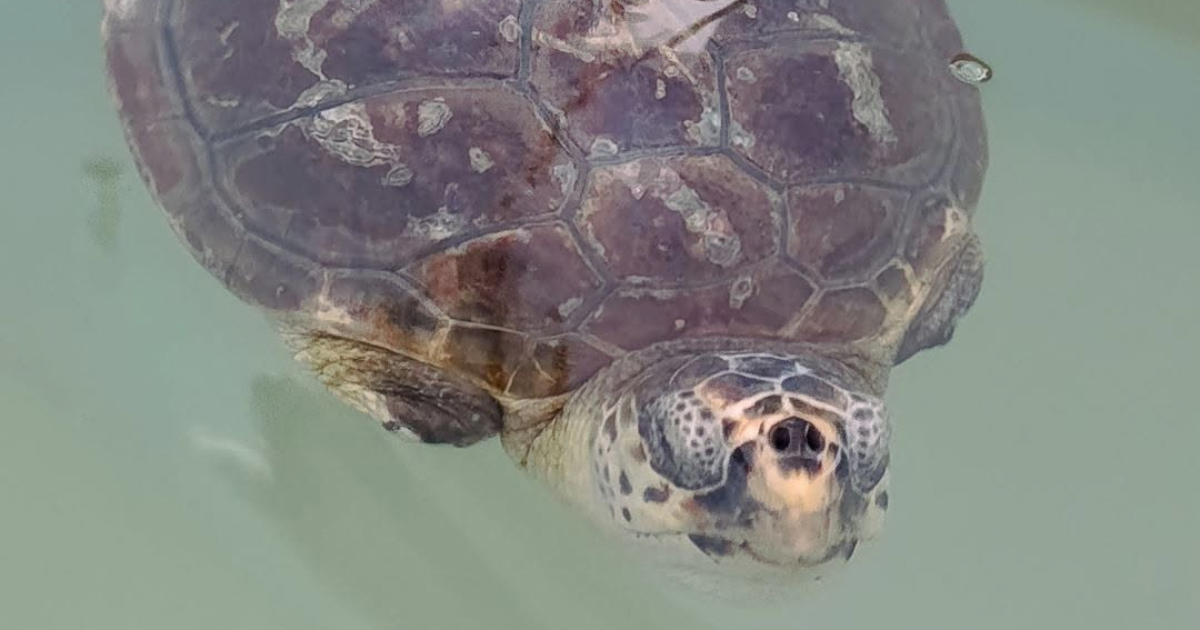 Glavata želva Cvita lani je pronađena ozlijeđena. Sad je pronašla dom na Brijunima