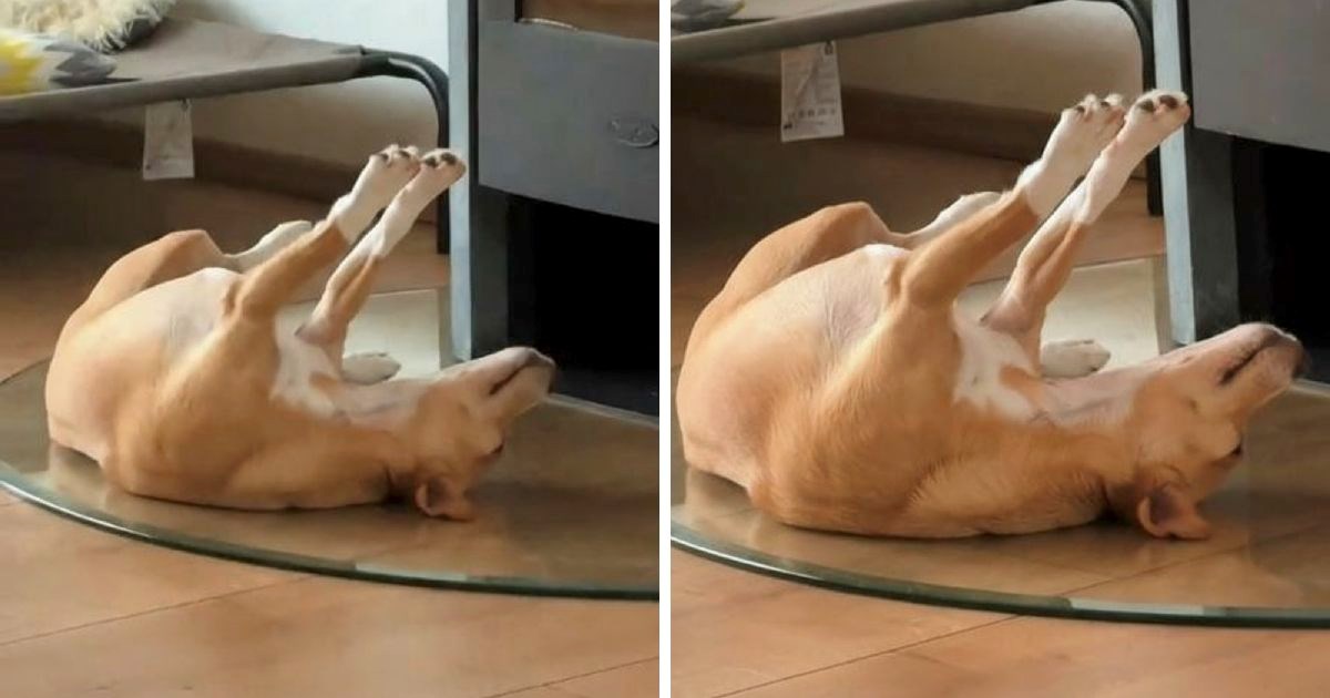 Slatka Luna zaspala je ispred kamina, položaj u kojem spava će vas nasmijati