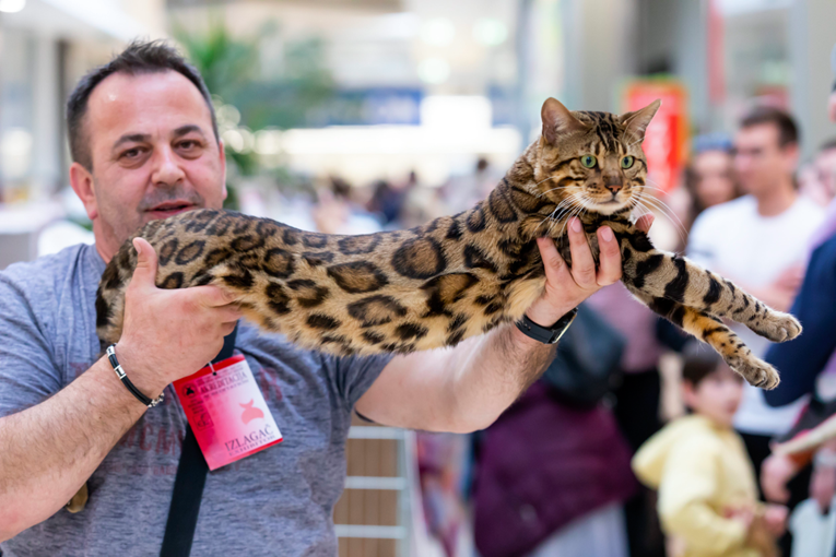 Stigle su nove fotke s izložbe mačaka u Zagrebu. Ne možemo ih se nagledati