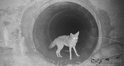 Kojot i jazavac snimljeni u igri i druženju, njihov je video postao hit