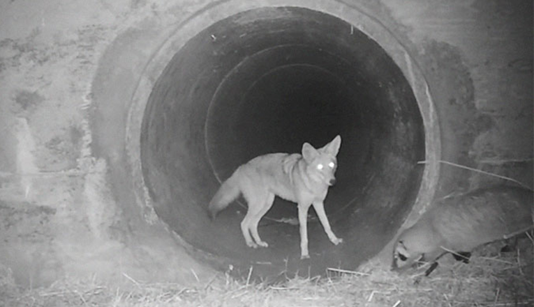 Kojot i jazavac snimljeni u igri i druženju, njihov je video postao hit