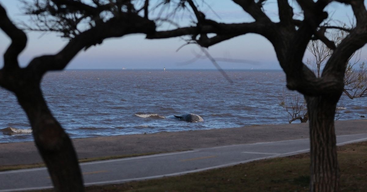 Uginuli kit pronađen na obali u Argentini