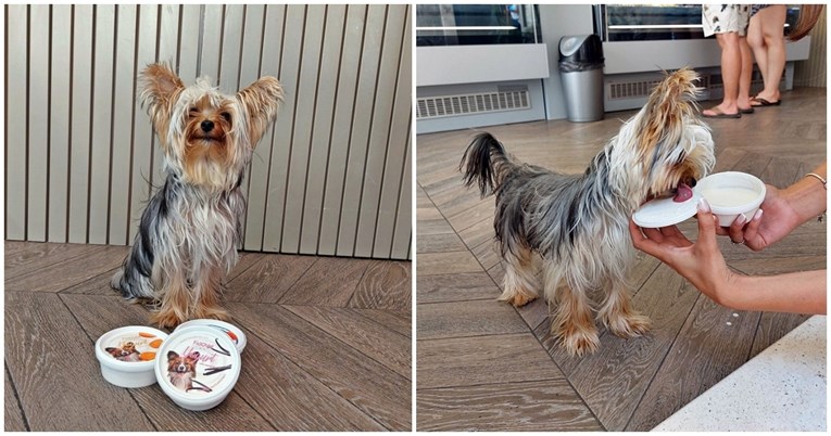 Split je prvi grad koji ima sladoled za pse, pogledajte kako Charlie uživa