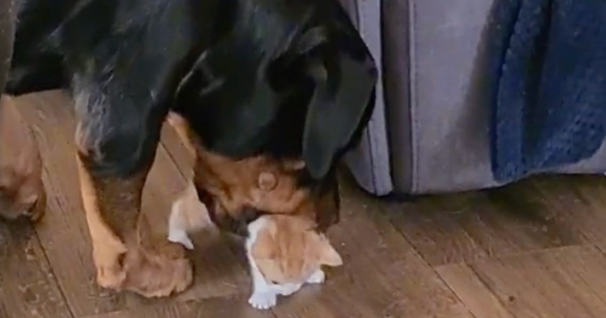 Rotvajler spasio mačića koji je pao iza kauča pa rastopio srca mnogih