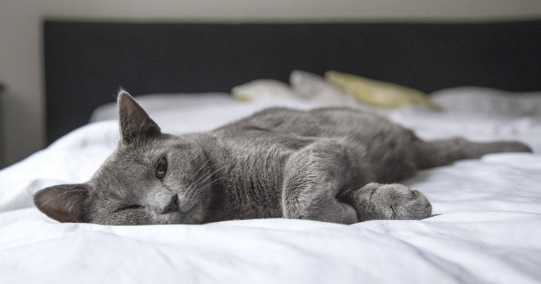 Ovo su razlozi zbog kojih mačke vole spavati vlasnicima pod nogama