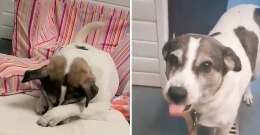 Dirljiv video prikazuje reakciju psa koji je doznao da će biti udomljen