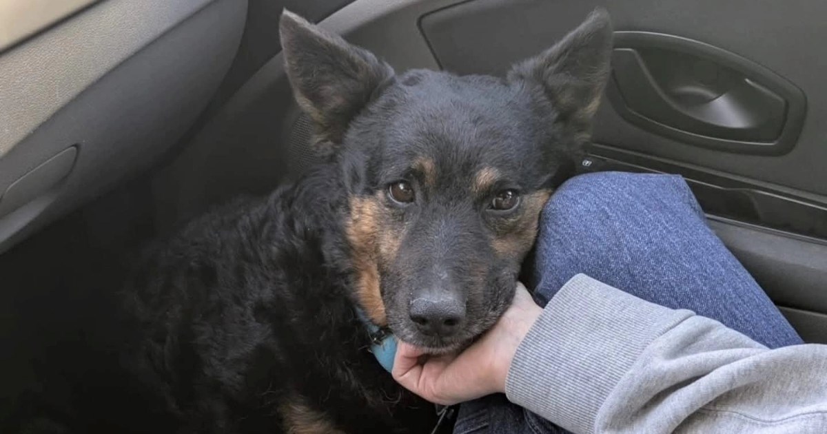 Dobar i nježan Rex ostao je sam, traži novi dom i sigurnost