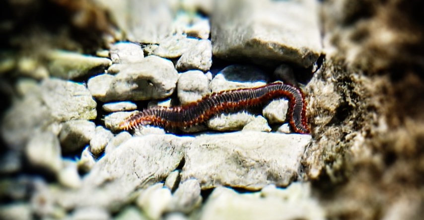 Na Korčuli snimljen opasni vatreni crv. Evo o čemu se radi