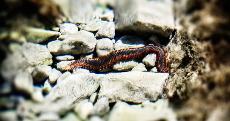 Na Korčuli snimljen vatreni crv. Studije otkrile zašto je tako otrovan