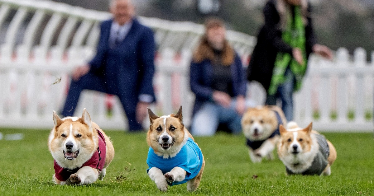 Održana je najslađa utrka, pobjedu odnijela gladna kujica 🐶