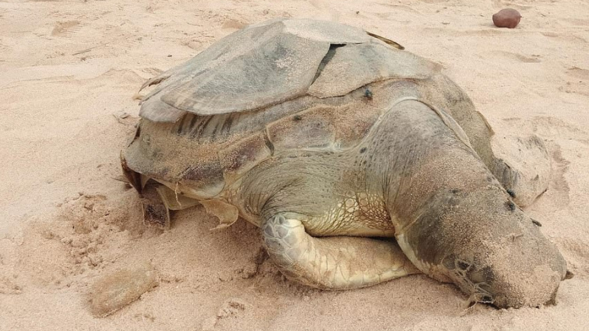 Na plaži su pronašli mrtvu kornjaču s trbuhom punim plastike