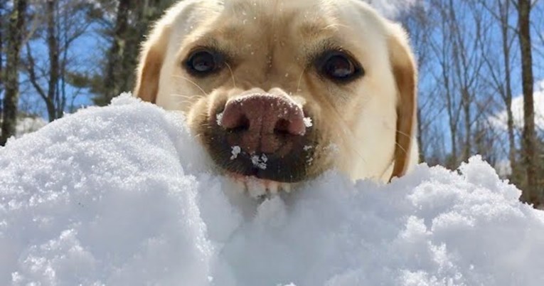 Ovaj pas mrzi snjegoviće i uništit će svakog koji mu se nađe na putu