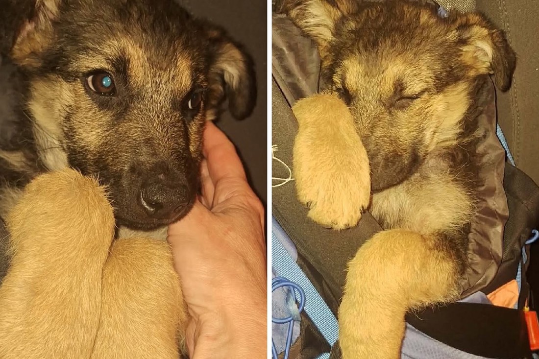 Herojski potez planinara u BiH: Šest sati nosili su kujicu u ruksaku, spašena je