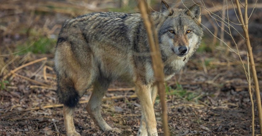 Poljoprivredna komora: Hrvatska nema dobar sustav obrane protiv divljih zvijeri