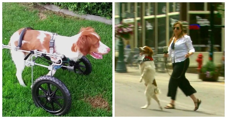Ovo je Dexter, pas koji je naučio hodati kao čovjek nakon što je imao tešku nesreću