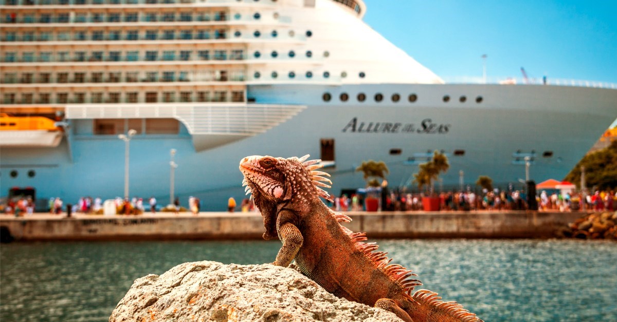 Iguane na Bahamima zbog ekoturizma dobile šećer