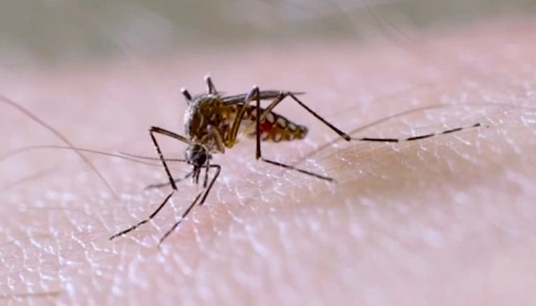 Ovaj komarac može nositi neke od najopasnijih bolesti. Stručnjaci: Počeo se širiti