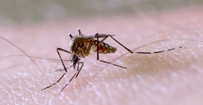 Ovaj komarac može nositi neke od najopasnijih bolesti. Stručnjaci: Počeo se širiti