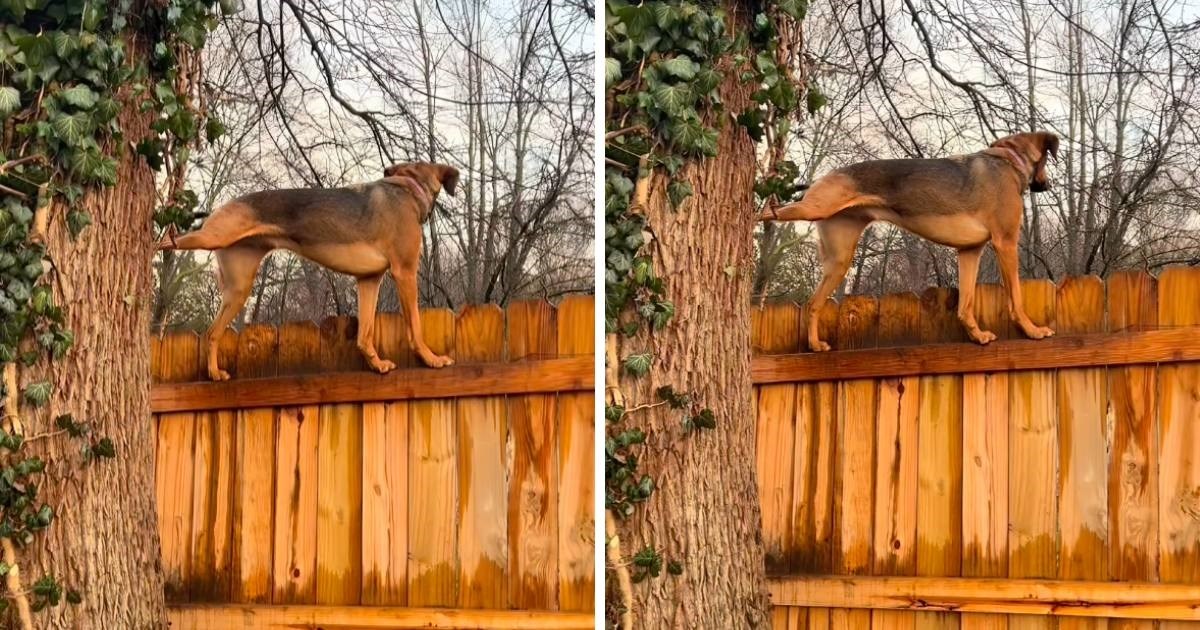 Vlasnica ulovila psa kako na smiješan način gleda niz ulicu: "Uvijek nadzire"