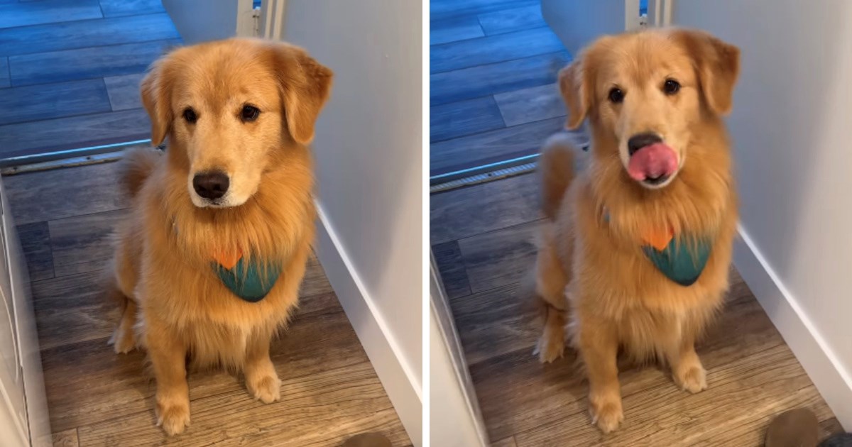 VIDEO Svaki put kad vidi hranu, zlatni retriver ima preslatku reakciju