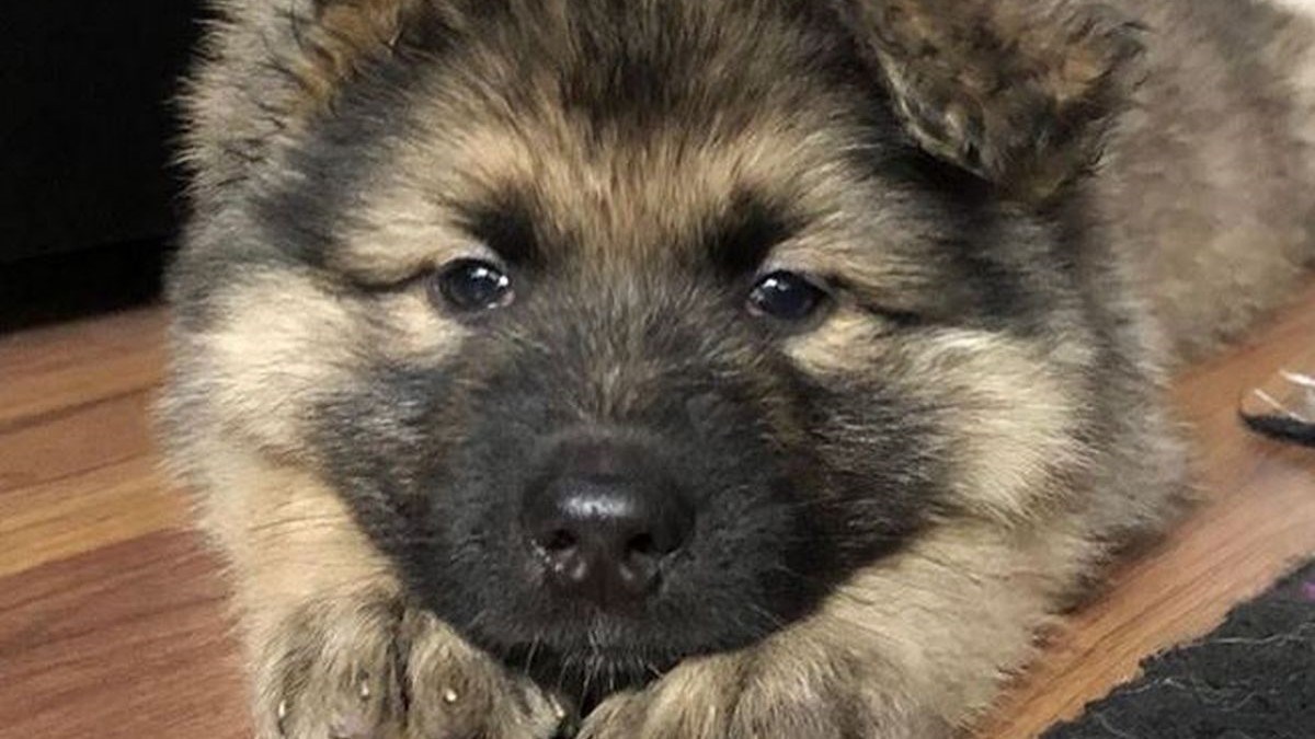 Istraživanje tvrdi: Pseća godina ne vrijedi 7 ljudskih, evo kako izračunati starost