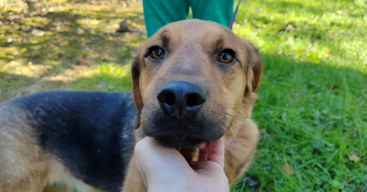 Pola života nije vidio svjetlo dana: Pomozimo Trefu da pronađe dom pun ljubavi