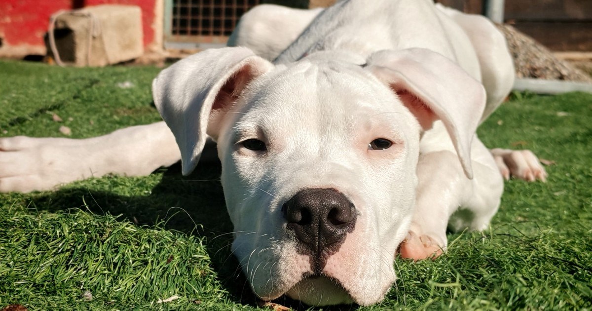 Mladu Biancu ostavili su zavezanu na kiši bez imalo hrane, a ona i dalje voli ljude