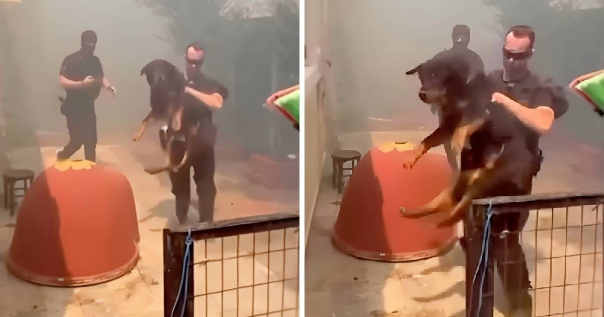 Policajci i vatrogasci iz kuće blizu požara u Grčkoj spasili psa