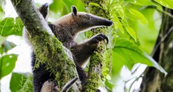 WWF: Populacije divljih životinja pale su za 69 posto