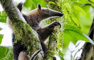 WWF: Populacije divljih životinja pale su za 69 posto