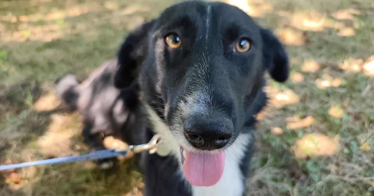 Divna Stella traži odgovornu i brižnu obitelj. Brzo uči, slaže se sa psima i mačkama