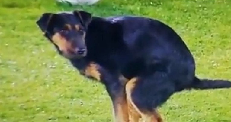 VIDEO Pas vrši veliku nuždu na Partizanovom terenu i prekida ključnu utakmicu