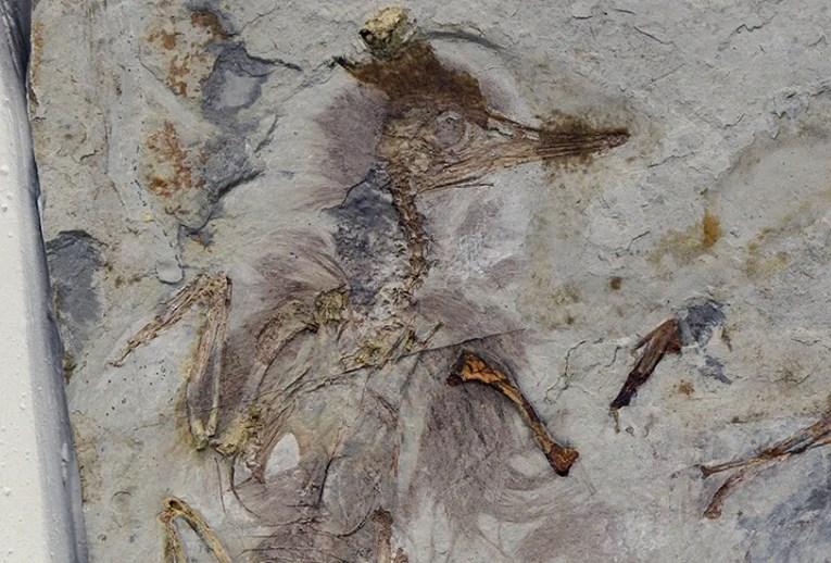 Ova prapovijesna ptičica ugušila se s 800 kamenčića i nitko ne zna zašto