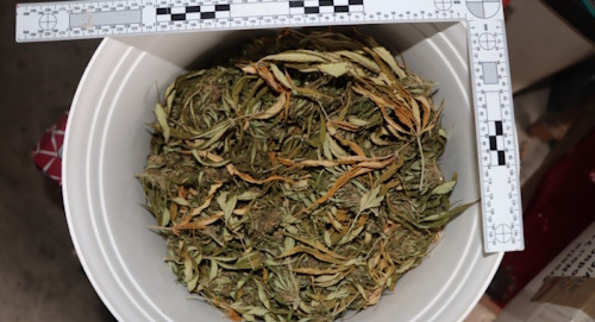 Djevojka u Svetoj Nedelji sadila marihuanu, policija u kući našla 1.4 kg droge