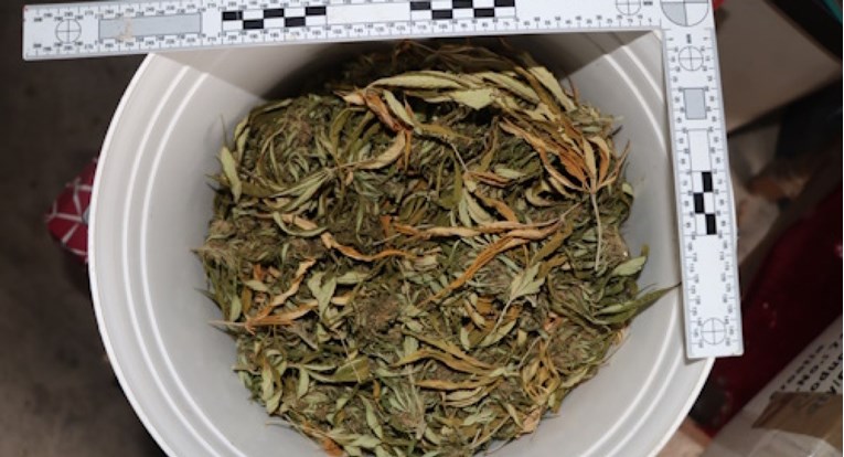Djevojka u Svetoj Nedelji sadila marihuanu, policija u kući našla 1.4 kg droge