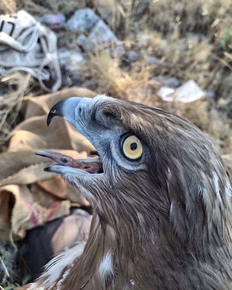 Orao zmijar Đuro iz Telašćice stigao je u središnju Afriku