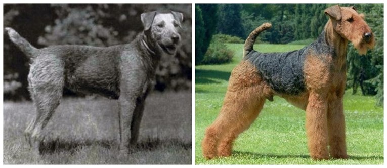 Ovako su se omiljene pasmine promijenile u posljednjih 100 godina