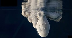 4 milijuna pregleda: Fascinantno je što se događa s tijelom hobotnice dok "sanja"