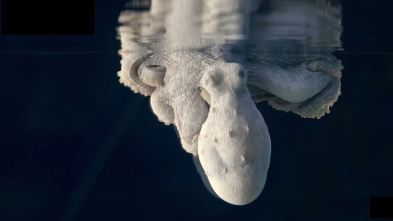 4 milijuna pregleda: Fascinantno je što se događa s tijelom hobotnice dok "sanja"