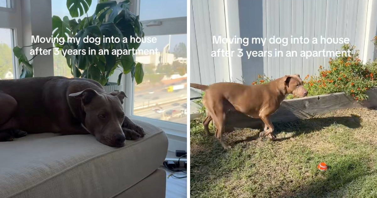 Reakcija psa koji je iz stana preselio u kuću s vrtom raznježila ljude