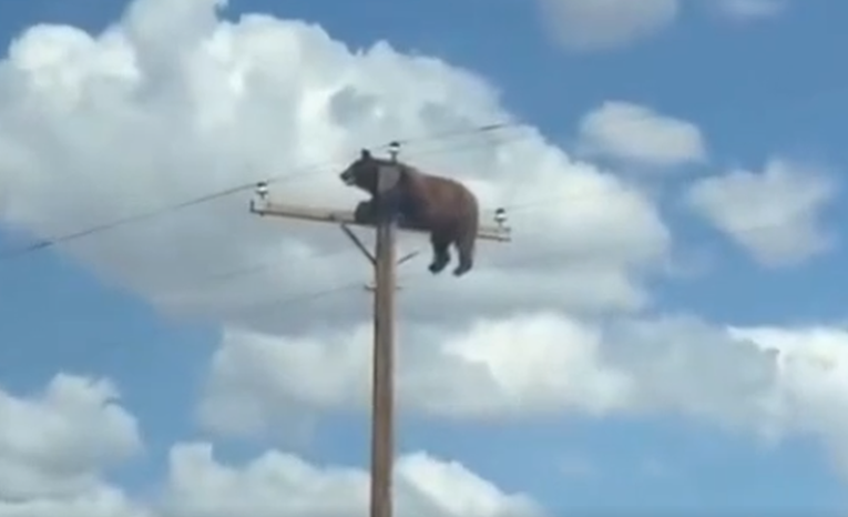 VIDEO Medvjed se popeo na dalekovod u Novom Meksiku. Nisu ga uspjeli spasiti