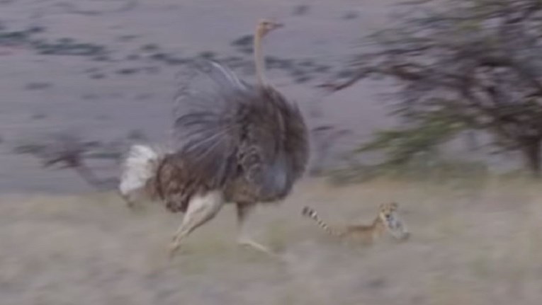 Snimka napada 3 geparda na najveću pticu na svijetu ostavila ljude bez daha