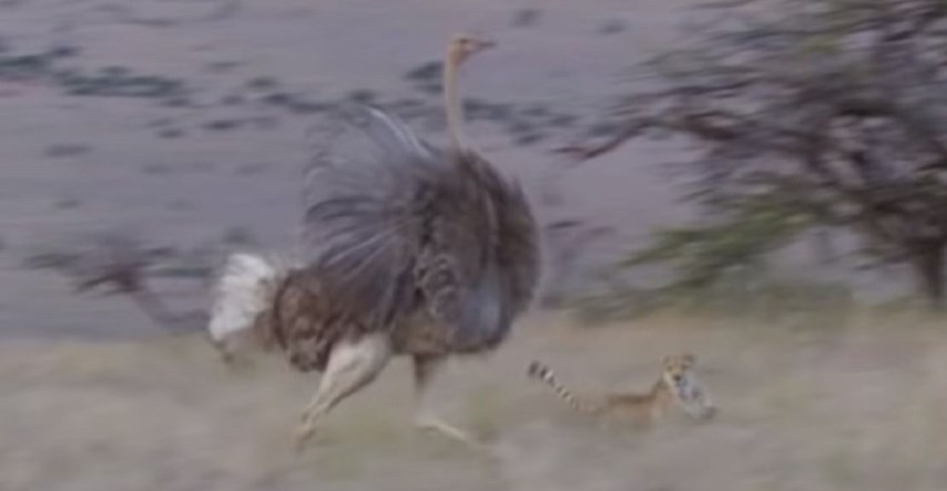 Snimka napada 3 geparda na najveću pticu na svijetu ostavila ljude bez daha