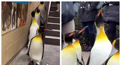 VIDEO Pingvini kao da su odglumili kultnu scenu "smij se i maši" iz crtića Madagaskar