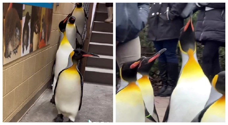 VIDEO Pingvini kao da su odglumili kultnu scenu "smij se i maši" iz crtića Madagaskar