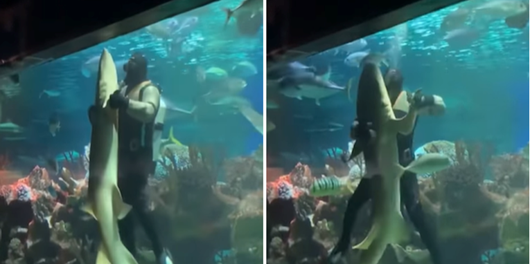 Ronilac u ruskom akvariju plesao s ogromnim morskim psom
