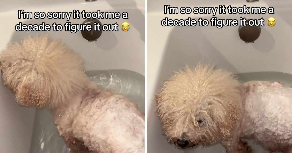 Nakon 10 godina otkrila zašto njen pas mrzi kupanje: Rješenje je bilo jednostavno