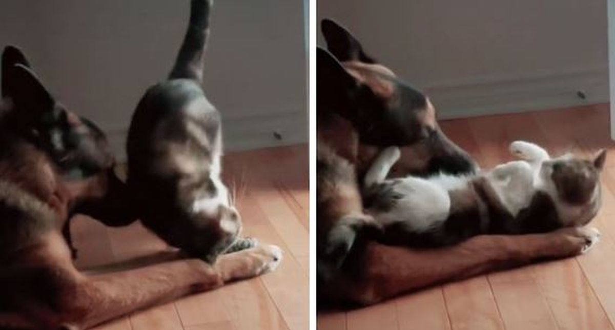 Njemački ovčar otopio srca preslatkom reakcijom na mačku koja se htjela maziti
